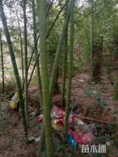 地栽苗毛竹