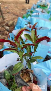 高度30厘米红背桂