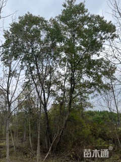 20公分丛生乌桕