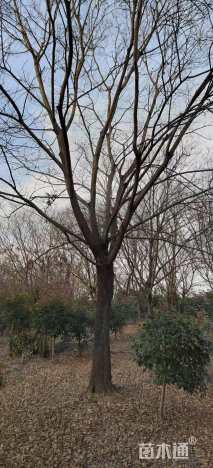 35公分朴树