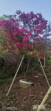 高度200厘米三角梅