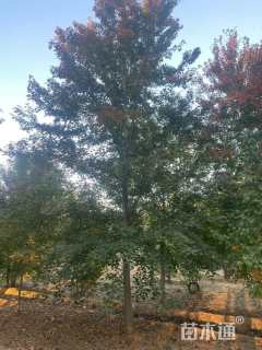 15公分美国红枫