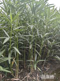 高度150厘米红花夹竹桃