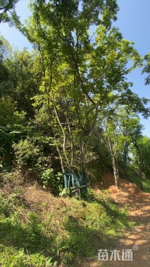 15公分多杆朴树
