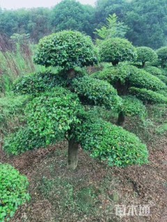 60公分造型小叶女贞