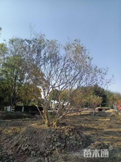 高度500厘米丛生紫薇