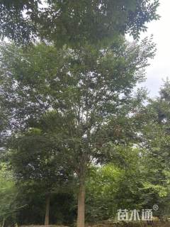 25公分榉树