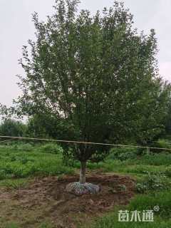 15公分绚丽海棠