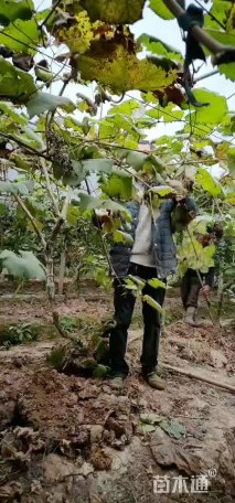 主蔓长5000厘米葡萄