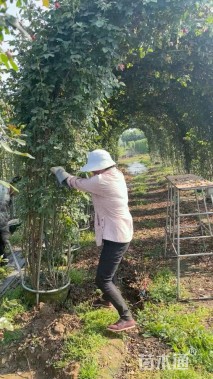 高度450厘米月季