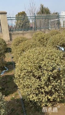 冠幅120厘米银姬小蜡球