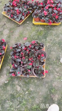 高度15厘米比哥海棠