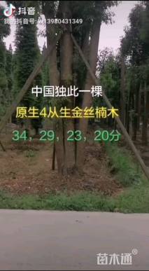 106公分金丝楠木