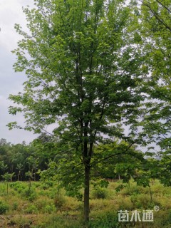 12公分美国红枫