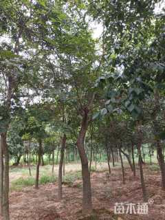 15公分朴树