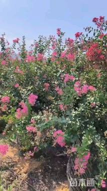 高度163厘米美国紫薇