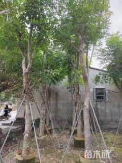 30公分桃花心木