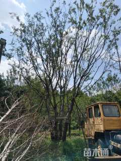 60公分(5杆)丛生朴树