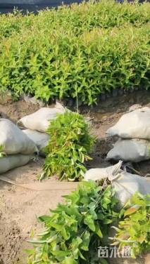 高度40厘米金丝桃