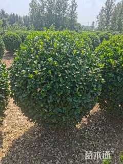 冠幅120厘米大叶黄杨球