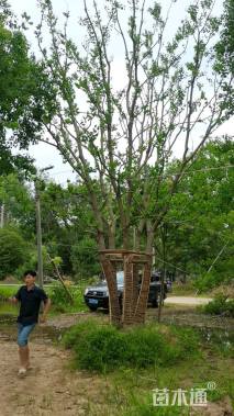 80公分(5杆)丛生乌桕