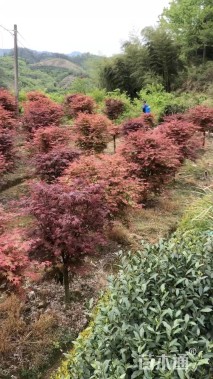 18公分日本红枫