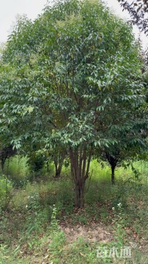 高度600厘米丛生大叶女贞