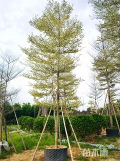 15公分锦叶榄仁