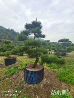 高度300厘米黑松