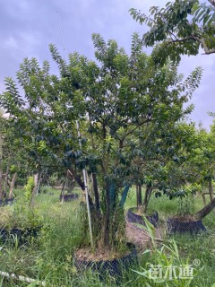 18公分红果冬青