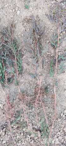 高度40厘米侧柏