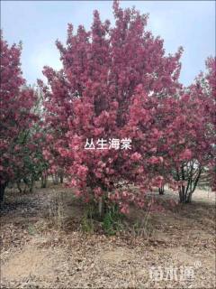 高度500厘米丛生海棠