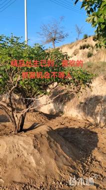 高度200厘米紫斑牡丹