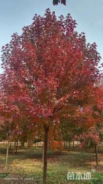 15公分美国红枫