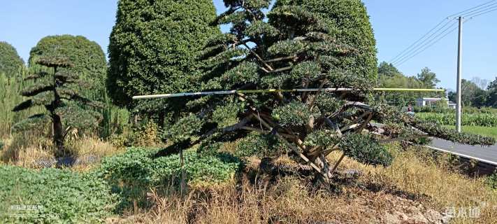 容器苗造型罗汉松