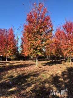 15公分美国红枫