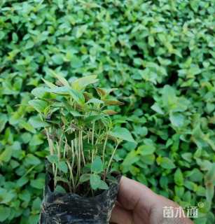 高度20厘米美国薄荷