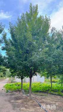 18公分美国红枫