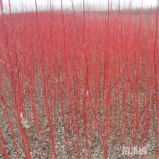 高度40厘米红瑞木