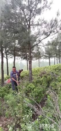 高度500厘米马尾松