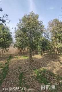 高度600厘米丛生大叶女贞