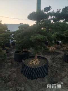 移栽苗造型罗汉松