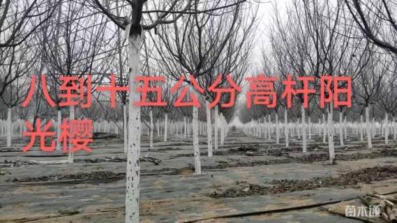 高度3500厘米阳光樱