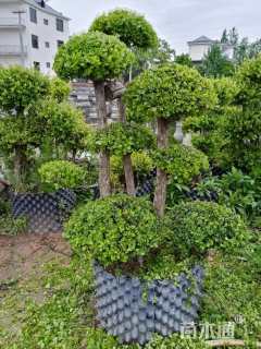 30公分造型赤楠