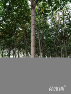 12公分黄山栾树