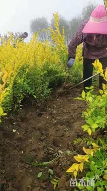 高度60厘米金叶女贞