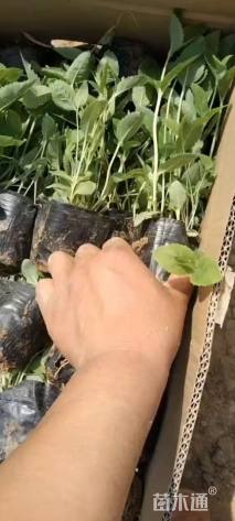 高度10厘米桔梗