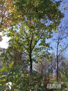 高度600厘米丛生蒙古栎