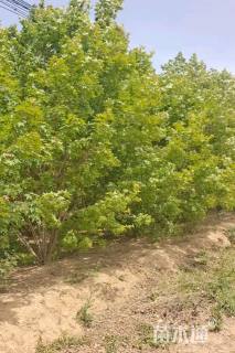 高度600厘米丛生五角枫