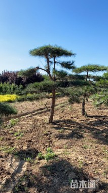 20公分造型油松